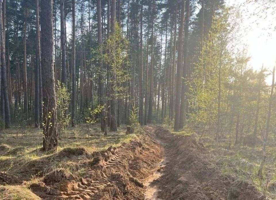 На территории Орехово-Зуевского лесничества активно проводятся работы по противопожарному обустройству лесов На территории Орехово-Зуевского лесничества активно проводятся работы по противопожарному обустройству лесов