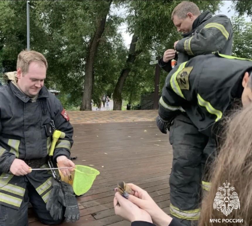 Спасение утёнка в Опалихе: сотрудники МЧС России вернули птенца в родную стихию Спасение утёнка в Опалихе: сотрудники МЧС России вернули птенца в родную стихию