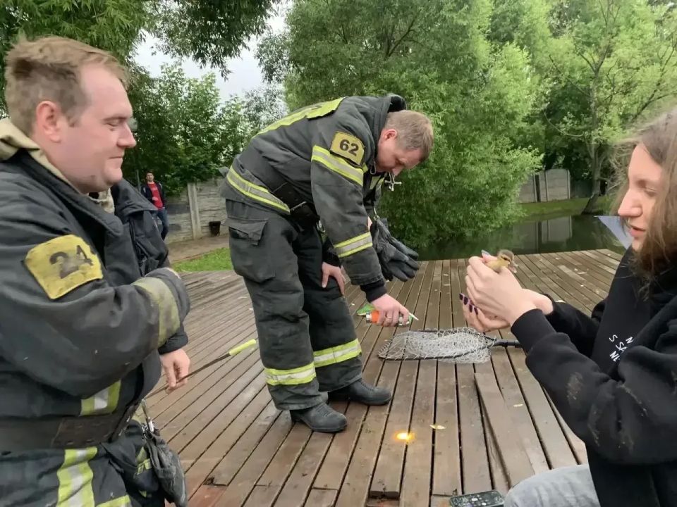 Попавшего в западню утенка спасли в Красногорске Попавшего в западню утенка спасли в Красногорске