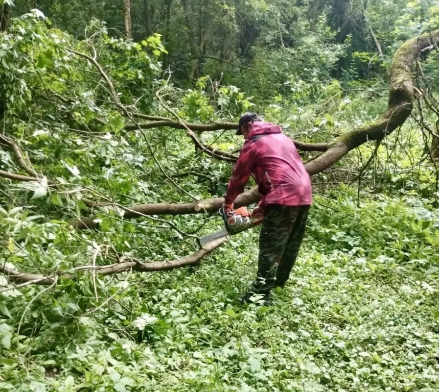 Последствия непогоды: в Долгопрудном проводят откачку воды и убрали более 20 поваленных деревьев Последствия непогоды: в Долгопрудном проводят откачку воды и убрали более 20 поваленных деревьев