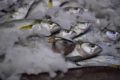 Индекс цен на рыбу и морепродукты в Ростовской области