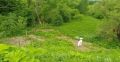 Борьба с борщевиком Сосновского продолжается в Ступино