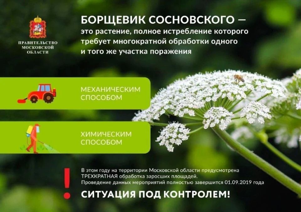 Борьба с борщевиком Сосновского продолжается в Ступино Борьба с борщевиком Сосновского продолжается в Ступино