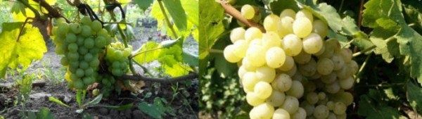 Виноград Тукай: популярность и особенности сорта в России