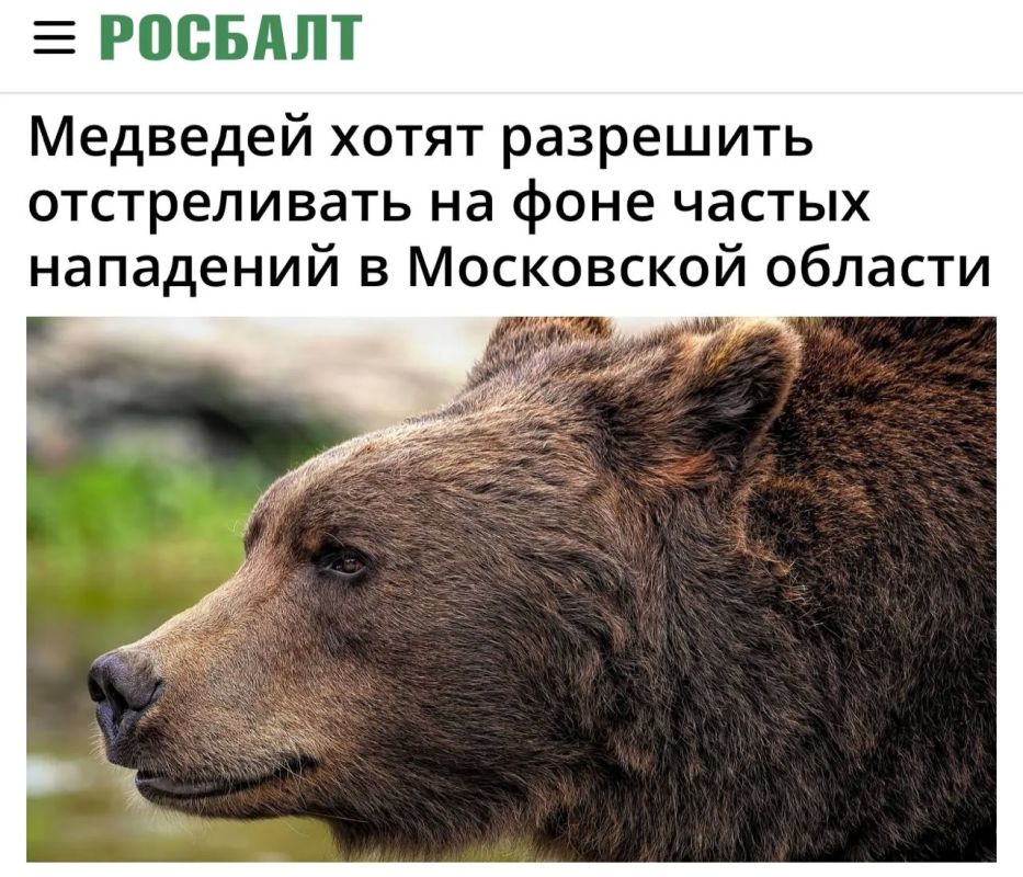 «Медведей хотят разрешить отстреливать на фоне частых нападений в Московской области»: Медведей начнут расстреливать из-за нехватки егерей