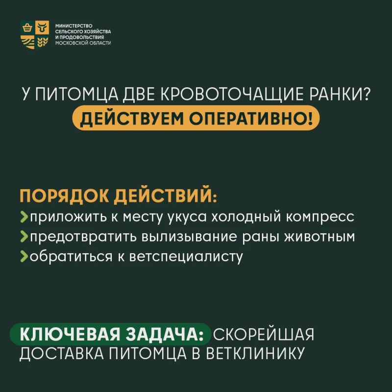 Как защитить питомца от змей: советы, которые спасут! Как защитить питомца от змей: советы, которые спасут!