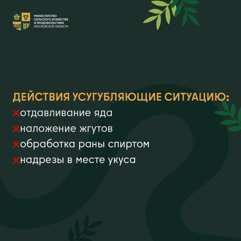 Как защитить питомца от змей: советы, которые спасут! Как защитить питомца от змей: советы, которые спасут!