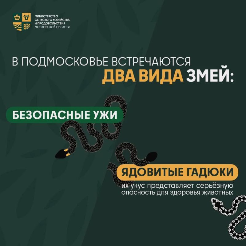 Как защитить питомца от змей: советы, которые спасут! Как защитить питомца от змей: советы, которые спасут!