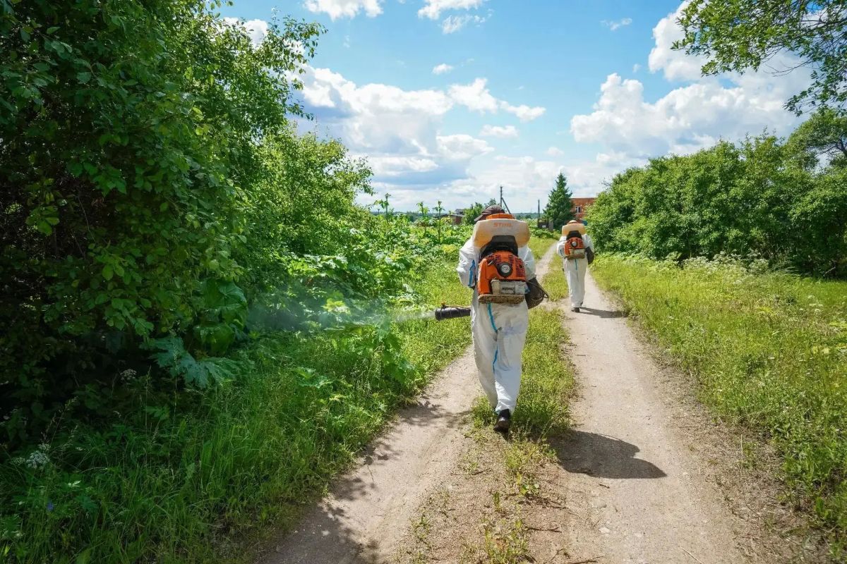 В Сергиево-Посадском округе продолжается работа по уничтожению борщевика Сосновского В Сергиево-Посадском округе продолжается работа по уничтожению борщевика Сосновского