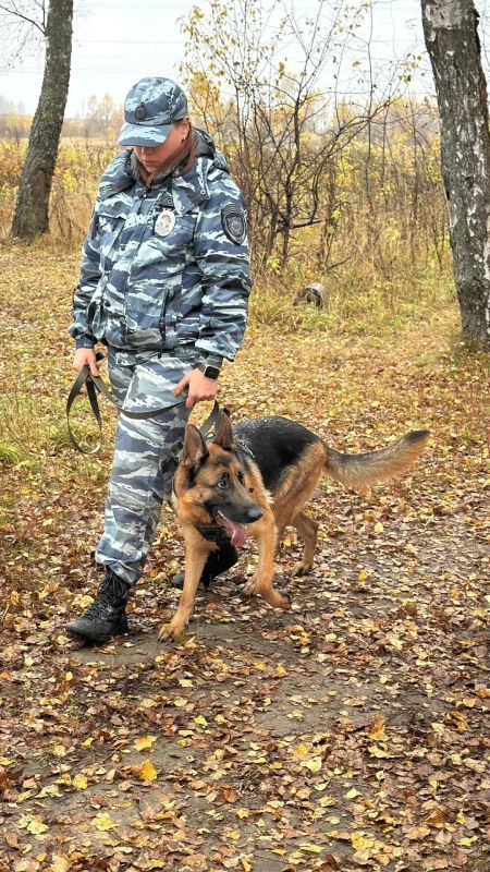 Михаил Собакин: Сегодня свой профессиональный праздник отмечают кинологи и их четвероногие питомцы Михаил Собакин: Сегодня свой профессиональный праздник отмечают кинологи и их четвероногие питомцы
