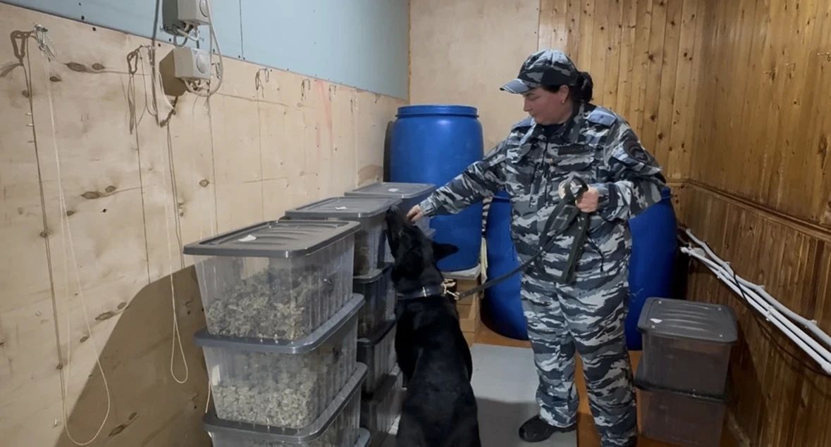 Михаил Собакин: Сегодня свой профессиональный праздник отмечают кинологи и их четвероногие питомцы Михаил Собакин: Сегодня свой профессиональный праздник отмечают кинологи и их четвероногие питомцы
