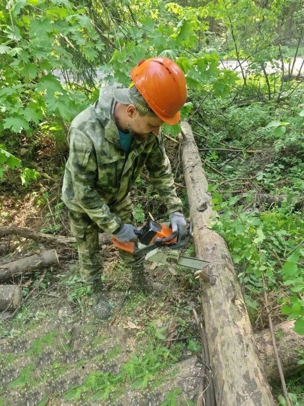 Дмитровские леса становятся чище и безопаснее Дмитровские леса становятся чище и безопаснее