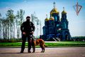 ФОТО ДНЯ. Там, где бессильна техника, на помощь всегда приходят чуткий слух, острый нюх и преданное сердце четвероногого напарника 21 июня - День кинолога На #ФотоДня боец ОМОН "Пересвет" Главного управления Росгвардии по...