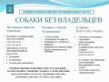 Утвержден порядок действий при обнаружении безнадзорных собак