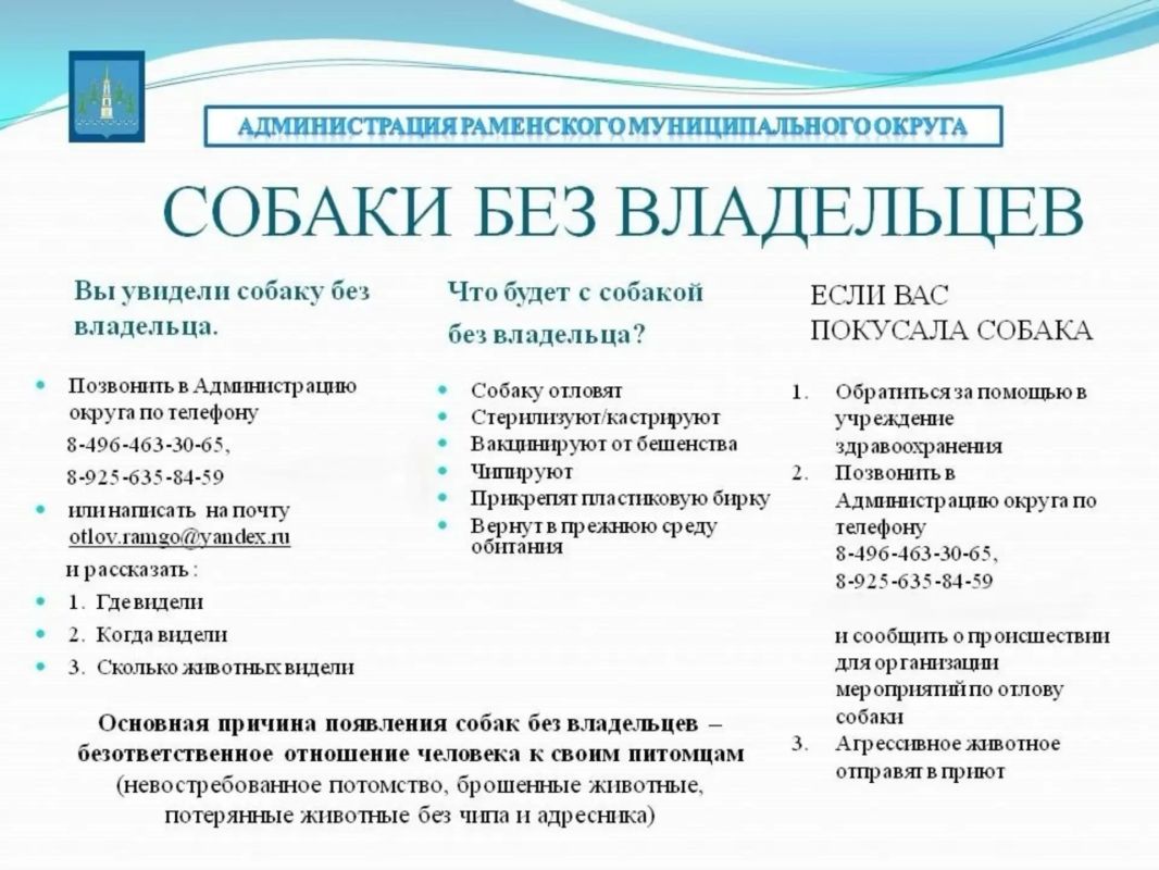 Утвержден порядок действий при обнаружении безнадзорных собак