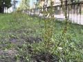 Сквер на Советской продолжает преображаться — и всё благодаря вам, уважаемые жители!