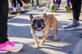 Напоминаем, что в Раменском парке вновь откроется мобильный ветеринарный пункт совместно с Государственной ветеринарной службой округа