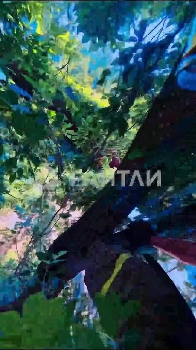 Героизм обыкновенный: спасаем котенка с дерева от первого лица — вместе с пожарными из Домодедово