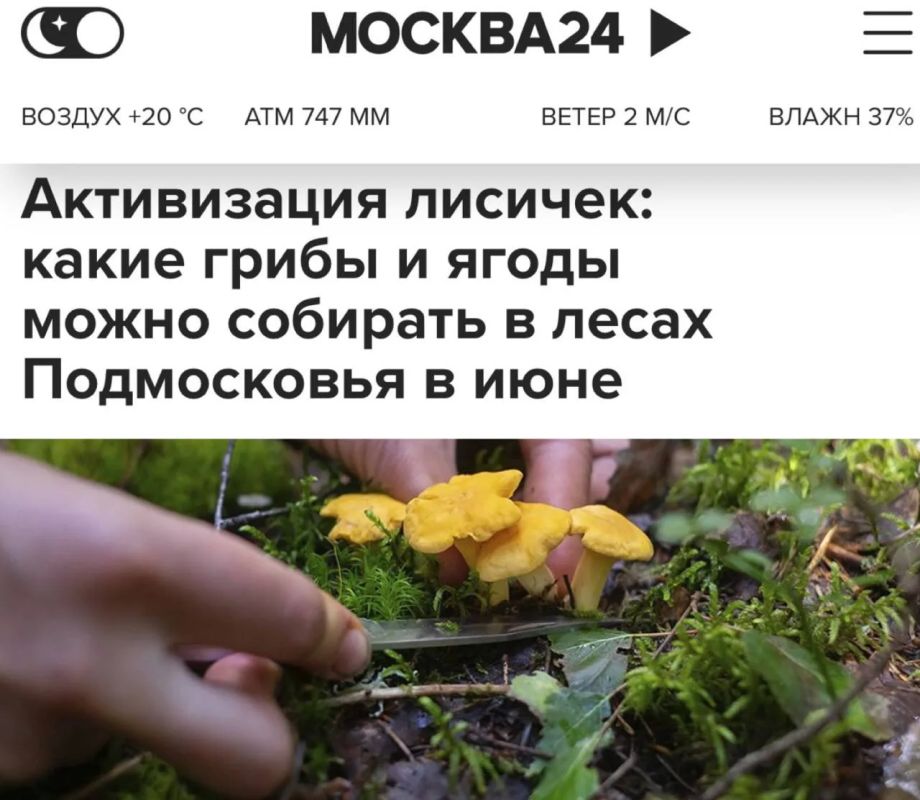 «Активизация лисичек. Какие грибы и ягоды можно собирать в лесах Подмосковья в июне»: ИИ так и не научился отличать бледную поганку от съедобных грибов
