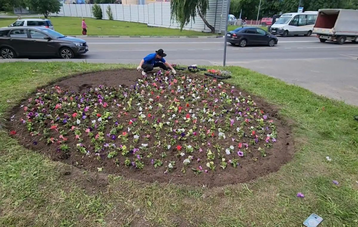 Более пяти тысяч: в Долгопрудном высаживают цветочные поляны Более пяти тысяч: в Долгопрудном высаживают цветочные поляны