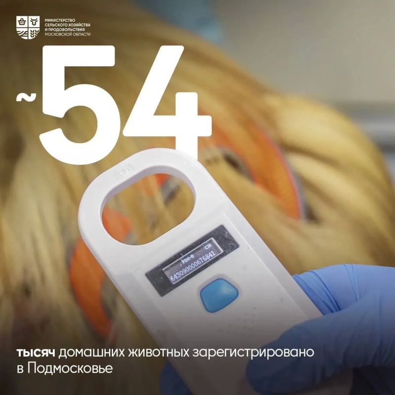 Боитесь, что питомец может потеряться? Чип вернет его домой!