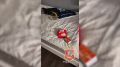 ������������ ������� ������������� ���� ����������� ����� �����, ������ ������� ������� 19-������ �����