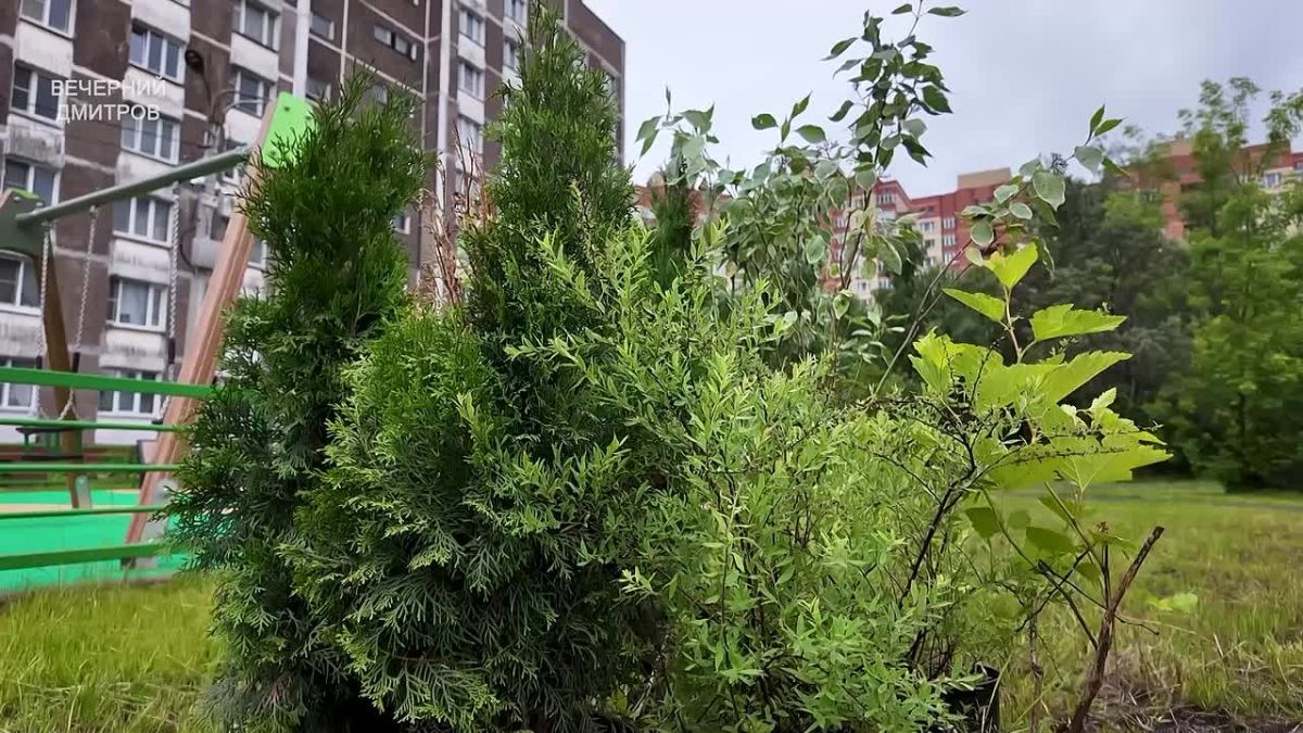 Во дворе на улице Космонавтов стало ещё зеленее