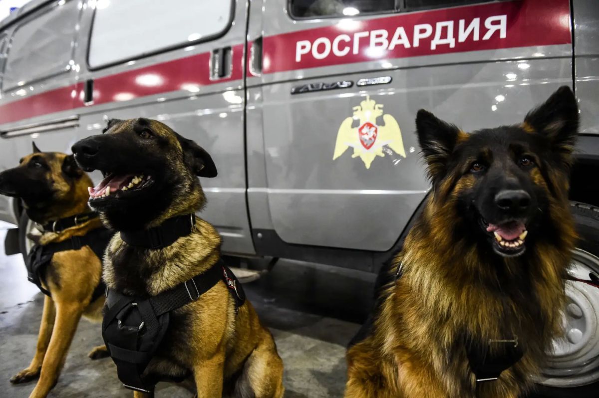 С Международным днем собак! С Международным днем собак!