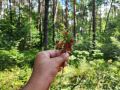 МЧС дало воскресенцам рекомендации, как не заблудиться в лесу