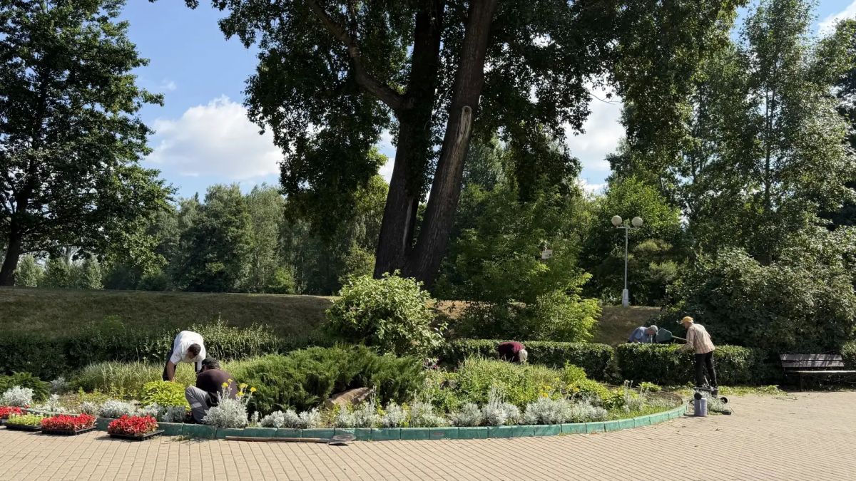 Более 50 тысяч однолетних цветов украсили городские клумбы в Дзержинском городского округа Люберцы Более 50 тысяч однолетних цветов украсили городские клумбы в Дзержинском городского округа Люберцы