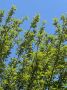Доброе утро!. Погода на сегодня: солнечно, +25….17°С Гиндоян М