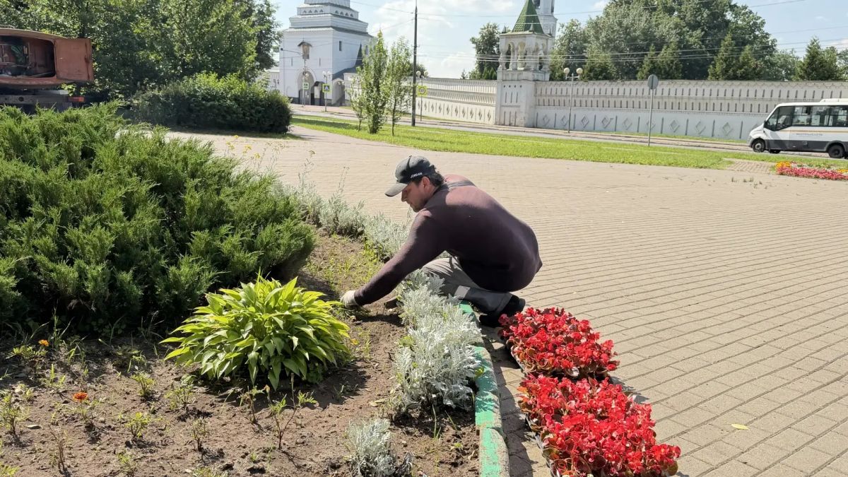 Более 50 тысяч однолетних цветов украсили городские клумбы в Дзержинском городского округа Люберцы Более 50 тысяч однолетних цветов украсили городские клумбы в Дзержинском городского округа Люберцы