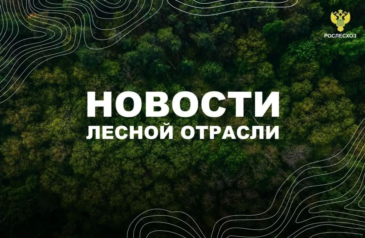 ТАСС: Патрушев поддержал меры по снижению нагрузки на лесную промышленность