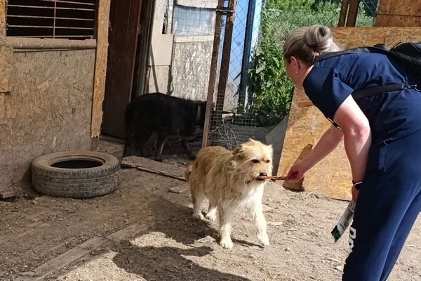 Осуждённые исправительного центра № 1 помогли приюту для бездомных собак Осуждённые исправительного центра № 1 помогли приюту для бездомных собак