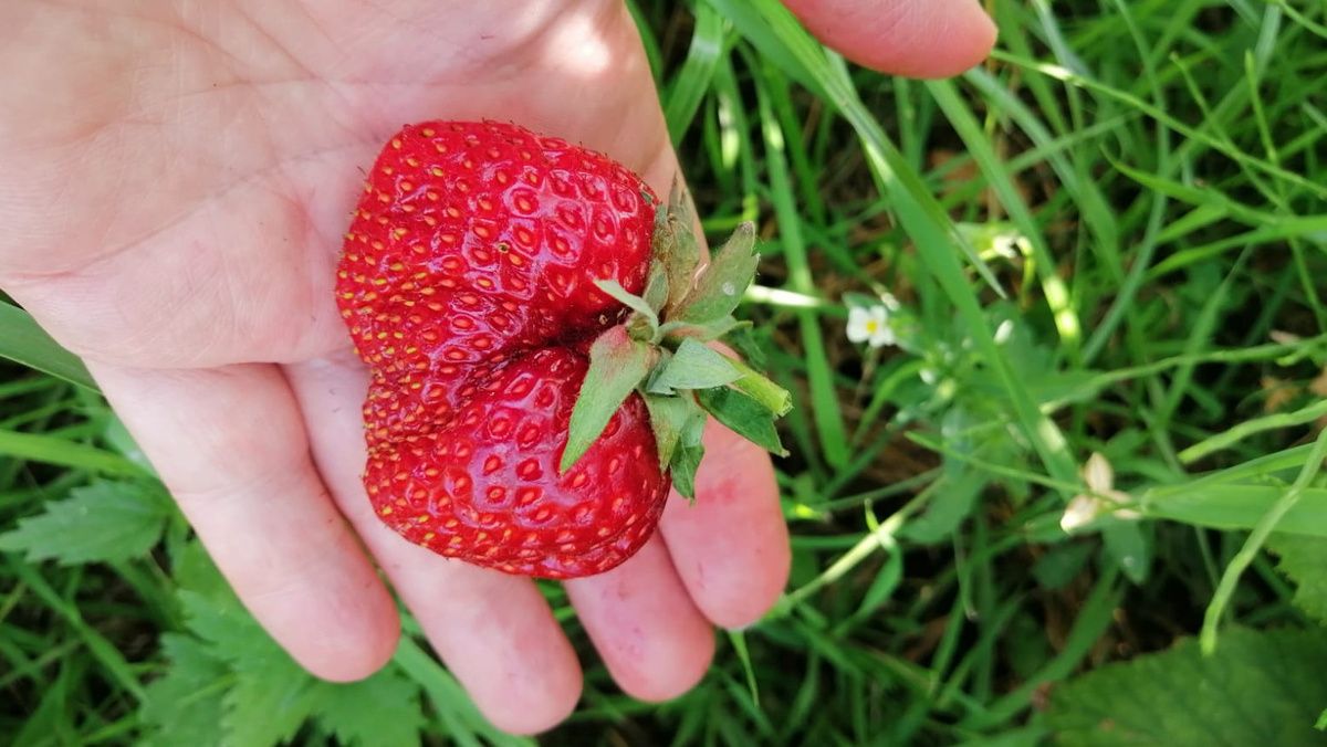 Как осенняя подкормка может изменить ваш урожай клубники: секреты великих дачников