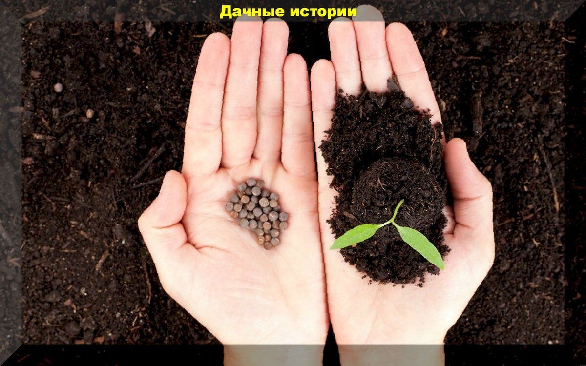 Как ускорить прорастание семян: 12 проверенных методов для идеальной рассады