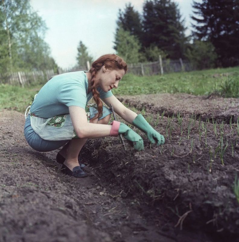 #история_ИЖС. 1960–1980: от огорода к даче — расцвет коллективного садоводства Продолжаем рубрику об эволюции ИЖС