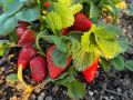 Как простая ложка залы может увеличить урожай клубники в десять раз
