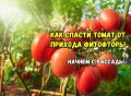 Способы защиты рассады томатов от фитофторы