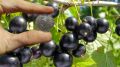 Секрет сладкой смородины: как добиться урожая с помощью трёх компонентов