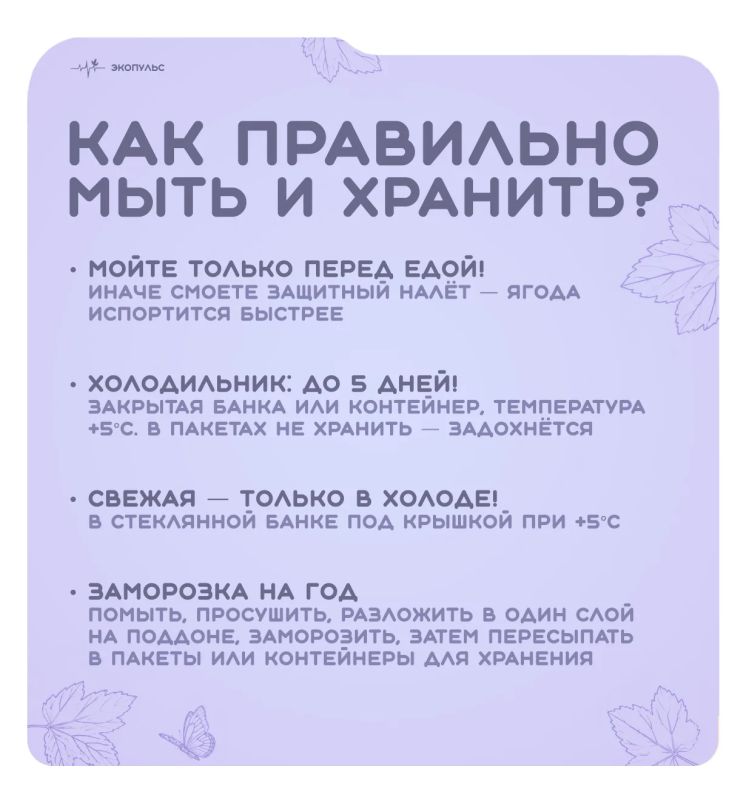 14 июля - Всемирный день смородины! 14 июля - Всемирный день смородины!