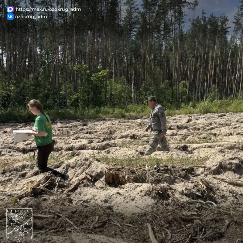 Восстановление леса: в Орехово-Зуевском округе приняли почти 55 гектаров новых лесных культур