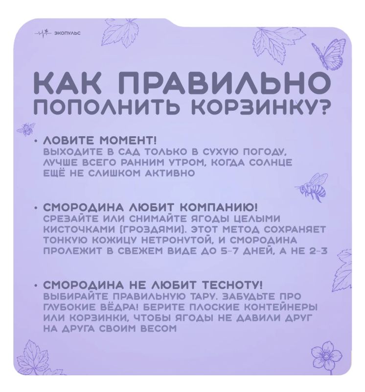 14 июля - Всемирный день смородины! 14 июля - Всемирный день смородины!