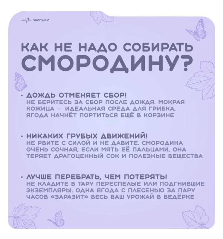 14 июля - Всемирный день смородины! 14 июля - Всемирный день смородины!