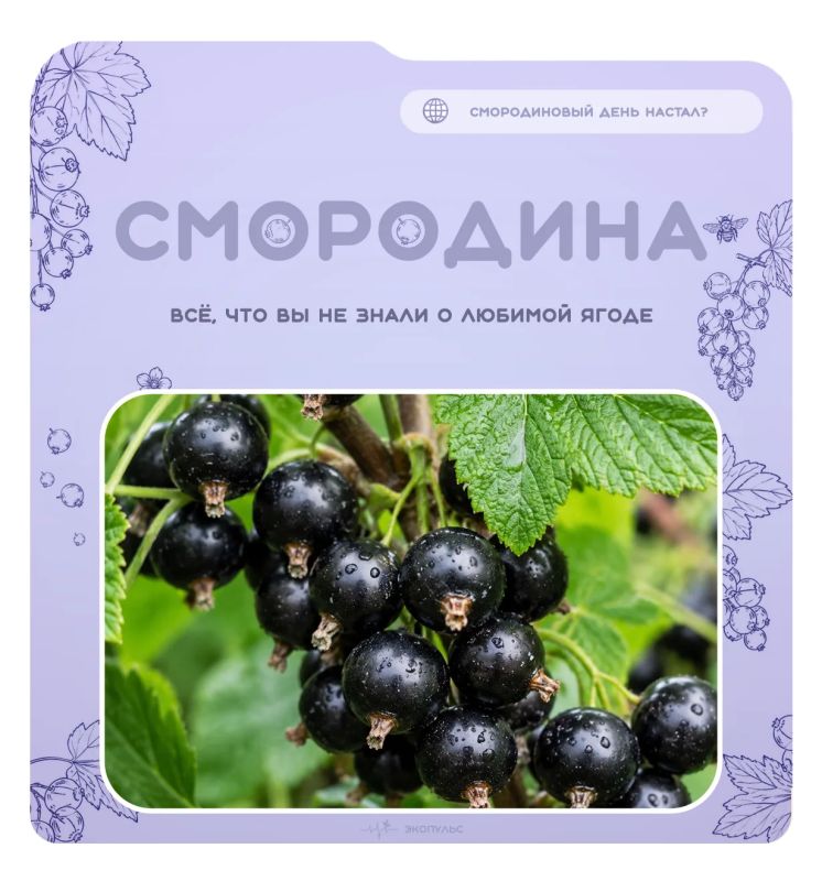 14 июля - Всемирный день смородины!