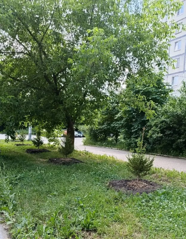 Озеленение во дворе: итоги совместной работы Озеленение во дворе: итоги совместной работы