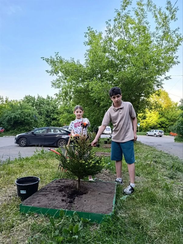 Озеленение во дворе: итоги совместной работы Озеленение во дворе: итоги совместной работы
