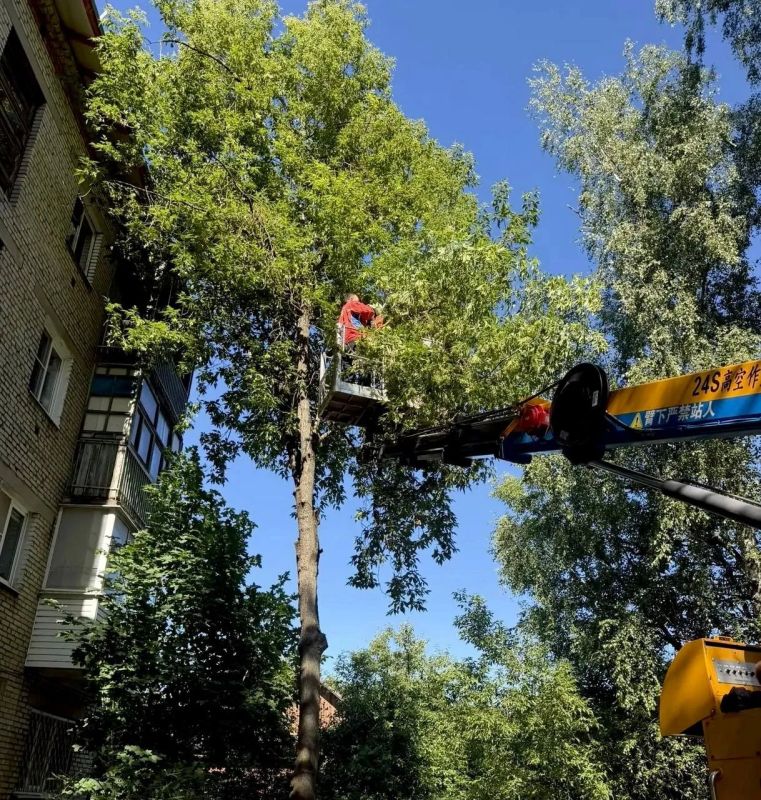 Более 120 аварийных деревьев опилили в Подмосковье за три дня