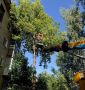 Более 120 аварийных деревьев опилили в Подмосковье за три дня