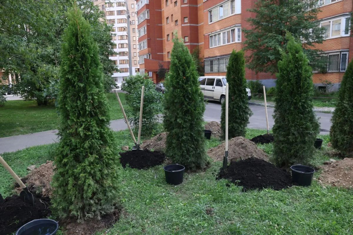 Новый зеленый уголок в Реутове: во дворе на Юбилейном проспекте высадили деревья Новый зеленый уголок в Реутове: во дворе на Юбилейном проспекте высадили деревья